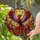 Stained Glass Phoenix Wall Decor for Gothic Home, Fantasy Lovers and Housewarmings Stained Glass Suncatcher - 2