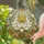 Ivory Lotus Stained Glass Window Decor for Serene Home And Garden Retreat Lovers Stained Glass Suncatcher - 2