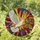 White Dove Olive Branch Stained Glass Window Accent for Peaceful Home and Faith Gifts Stained Glass Suncatcher - 1