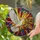 White Dove Olive Branch Stained Glass Window Accent for Peaceful Home and Faith Gifts Stained Glass Suncatcher - 2