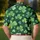 duiyfppz/products/6a73fcc30f1f8279b4f92d7c/gallery/2Pm2FT8wb-