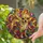 Colorful Stained Glass Chihuahua Window Hanging Decor For Dog Lover Housewarming Gift Stained Glass Suncatcher - 2