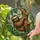 Stained Glass Sloth Rainforest Window Decor For Jungle Lovers And Cozy Home Spaces Stained Glass Suncatcher - 2
