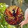 Stained Glass Phoenix Window Hanging For Colorful Home Decor And Housewarming Gifts Stained Glass Suncatcher - 2