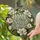Magnolia Home Sweet Home Stained Glass Style Housewarming Gift for Garden Lovers Stained Glass Suncatcher - 2