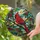 Cardinal Stained Glass Window Decor for Christmas Bird Lover Gifts Stained Glass Suncatcher - 2