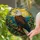 Bald Eagle Stained Glass Dawn Mosaic Window Decor For Nature Loving Bird Enthusiasts Stained Glass Suncatcher - 2