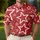 White Outline Stars On Crimson Red For Casual Summer Outfits And Travel Men's Polo Shirt - 4