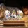 duiyfppz/products/6a7af05f809eda969e417407/gallery/REYHBL3yl