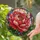 duiyfppz/products/6a86c10781e2ae6d0264bcbc/gallery/du90NO2IYd