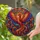 duiyfppz/products/6a86ce79b460602bc8ec8862/gallery/mb7pi5QW6I