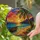 duiyfppz/products/6a86d0f239bf77e2239ac52a/gallery/RZJ-QTB1C3