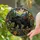 Majestic Black Bear Woodland Window Accent for Cabin Decor and Nature Lovers Home Stained Glass Suncatcher - 2
