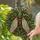 Cicada Stained Glass Window Panel for Garden Lovers and Nature Inspired Home Decor Stained Glass Suncatcher - 2