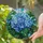 Blue Hydrangea Stained Glass Window Hanging for Cottage Garden Decor and Flower Lovers Stained Glass Suncatcher - 2