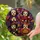 duiyfppz/products/6a8e7093e33663088a4b75b7/gallery/fodjYSyrBm