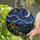 duiyfppz/products/6a8e76280096437b0e0c77ab/gallery/ao-v4Sdy1P