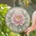 Pink Peony Blossom for Bright Home Decor and Mother's Gift Stained Glass Suncatcher - 2