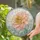 Dahlia Bloom Design for Mother's Day Gift and Home Decoration Stained Glass Suncatcher - 2