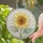 Large Sunflower Bloom in Leaded Glass for Mother's Day Garden Home Decor Gift Stained Glass Suncatcher - 2