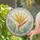 Strelitzia Bloom Circle for Garden Anniversary Housewarming Accent Stained Glass Suncatcher - 2