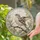 Chaffinch Bird in Luminous Circular Leaded Glass Nature Composition for Garden Spaces Stained Glass Suncatcher - 2