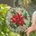 Red Poinsettia And Holly Medallion For Christmas Window Decor, Winter Home Gifts Stained Glass Suncatcher - 2