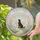 Heartfelt Winged Dog On Rainbow Bridge Memorial For Pet Loss And Remembrance Stained Glass Suncatcher - 2