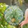 Spider Plant Botanical Gift for Plant Lovers, Boho Home Decor, and Housewarming Gifts Stained Glass Suncatcher - 2