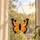 Orange Butterfly Stained Glass Accent for Garden Decor and Nature Lovers Gift Idea Custom Shape Window Hanging Acrylic Ornament - 5
