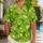 Four Leaf Clover Garden for Lucky Island Getaways and Casual Summer Days for Men Hawaiian Shirt - 1
