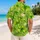 Four Leaf Clover Garden for Lucky Island Getaways and Casual Summer Days for Men Hawaiian Shirt - 2