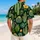 Cactus Couple Beachwear for Tropical Vacations, Poolside Escapes, and Resort Days Hawaiian Shirt - 2
