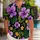 Purple Hibiscus And Yellow Blossom Couple Style For Beach Holidays And Resort Getaways Hawaiian Shirt - 1
