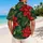 Red Poinsettia Tropical Garden For Christmas Getaways And Island Vacations For Men Hawaiian Shirt - 2