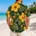 Yellow Hibiscus Family Beach Style For Dog Lovers Matching Vacation Holiday Outfits Hawaiian Shirt - 2
