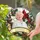 Personalized Memorial Cardinal Suncatcher – Custom Photo & Name Window Hanging, Christmas Sympathy Gift - 1