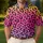 Neon Rainbow Leopard Spots for Women's Golf, Travel, and Bright Resort Weekend Escapes Men's Polo Shirt - 4