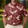 Burgundy Flying Crane Birds For Golf Days, Tennis Matches And Outdoor Nature Lovers Men's Polo Shirt - 4