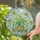 Spider Plant Greenery Gift for Plant Lovers, Sunlit Botanical Accent for Bright Homes Stained Glass Suncatcher - 2