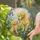 Golden Retriever Pair Memorial Keepsake for Dog Lovers and Cherished Pet Families at Home Stained Glass Suncatcher - 2