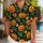 Smiling Jack-O'-Lanterns for Halloween Parties and Autumn Getaways for Pumpkin Lovers Hawaiian Shirt - 1