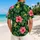 Expressive Green Frogs and Hibiscus for Tropical Getaways and Sunny Island Beach Days Hawaiian Shirt - 2