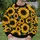 Golden Sunflower Blooms for Bold Autumn Streetwear and Everyday Botanical Style All-over Print Knitted Sweater - 6