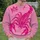 Bold Magenta Scorpion Streetwear Style for Parties and Everyday Urban Wear for Men All-over Print Knitted Sweater - 6