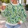 Tropical Green Leaves And Berries For Fresh Botanical Everyday Style All-over Print Knitted Sweater - 5