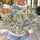 Muted Botanical Palm and Hibiscus Blooms for Relaxed Weekend Getaways and Casual Travel All-over Print Knitted Sweater - 5