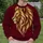 Golden Lion Head Emblem for Bold Everyday Style and Confident Wildlife Lovers All-over Print Knitted Sweater - 6