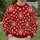 Chinese Fortune Symbols and Lucky Ingots for Lunar New Year Celebrations and Festive Wear All-over Print Knitted Sweater - 6
