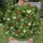 Colorful Farmyard Hens And Chicks For Cozy Autumn Country Living All-over Print Knitted Sweater - 6